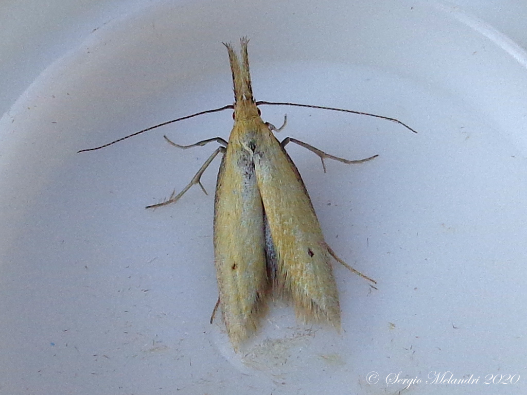 Piccola falena da ID - Pleurota (protasis) punctella - Oecophoridae